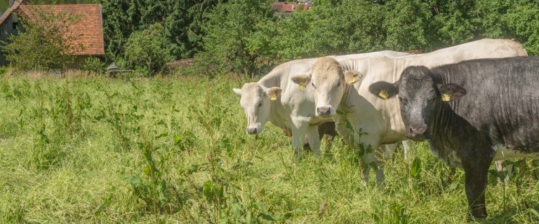 Header comp_006.2-1200x500.jpg